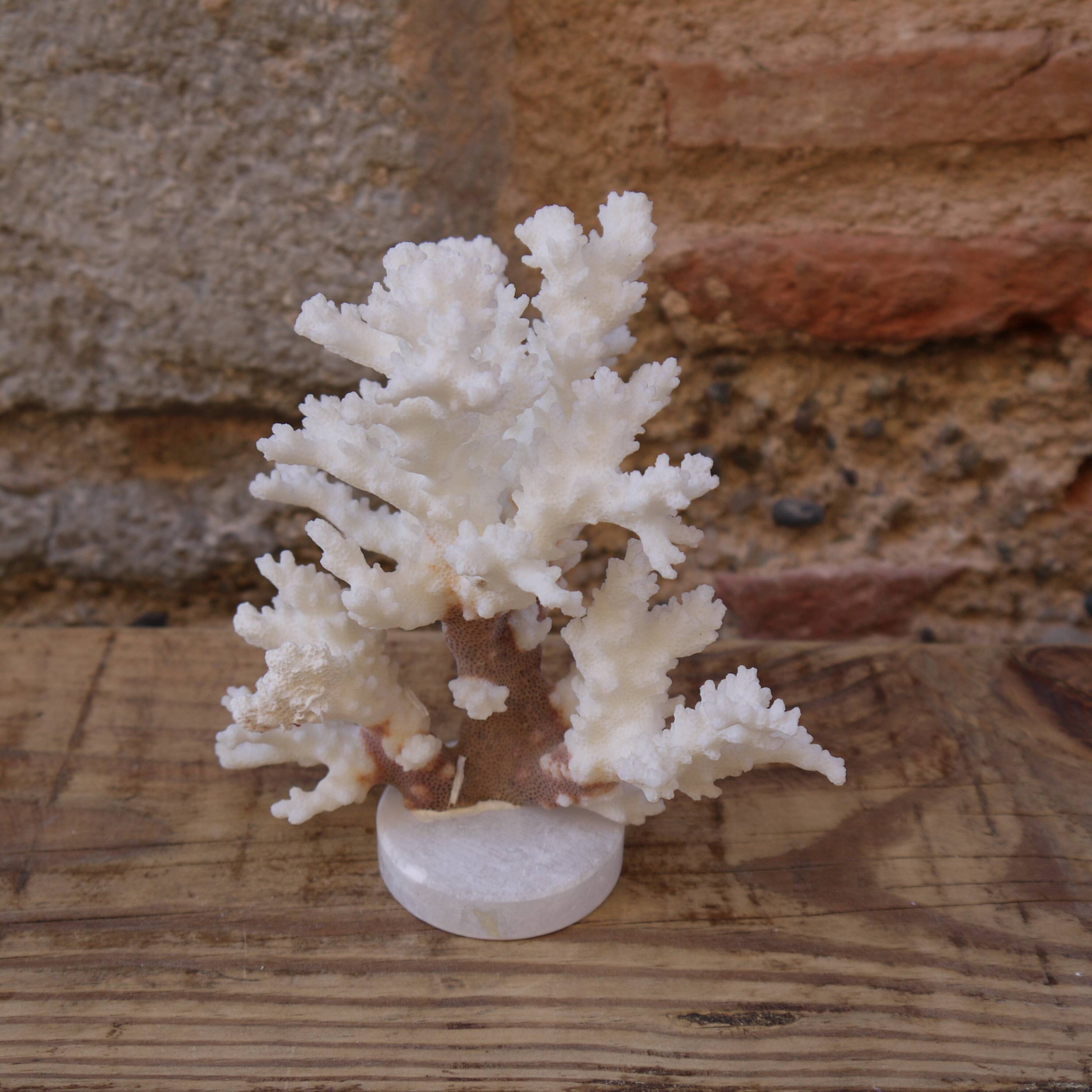 Coral on plinth
