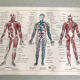 Planche originale médecine