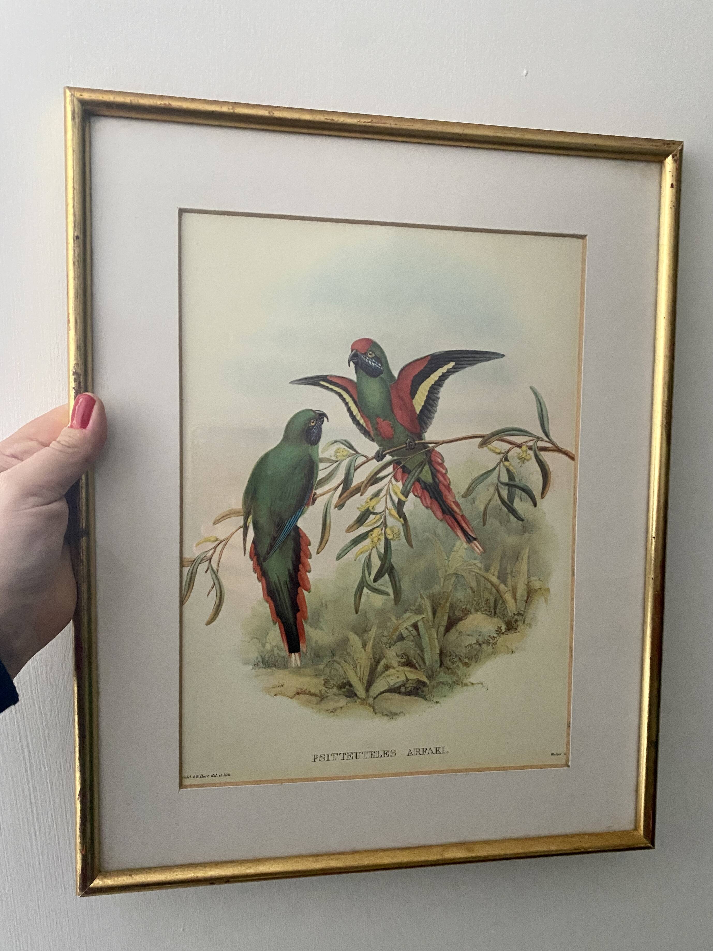 Old poster of birds in its original frame