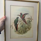 Old poster of birds in its original frame