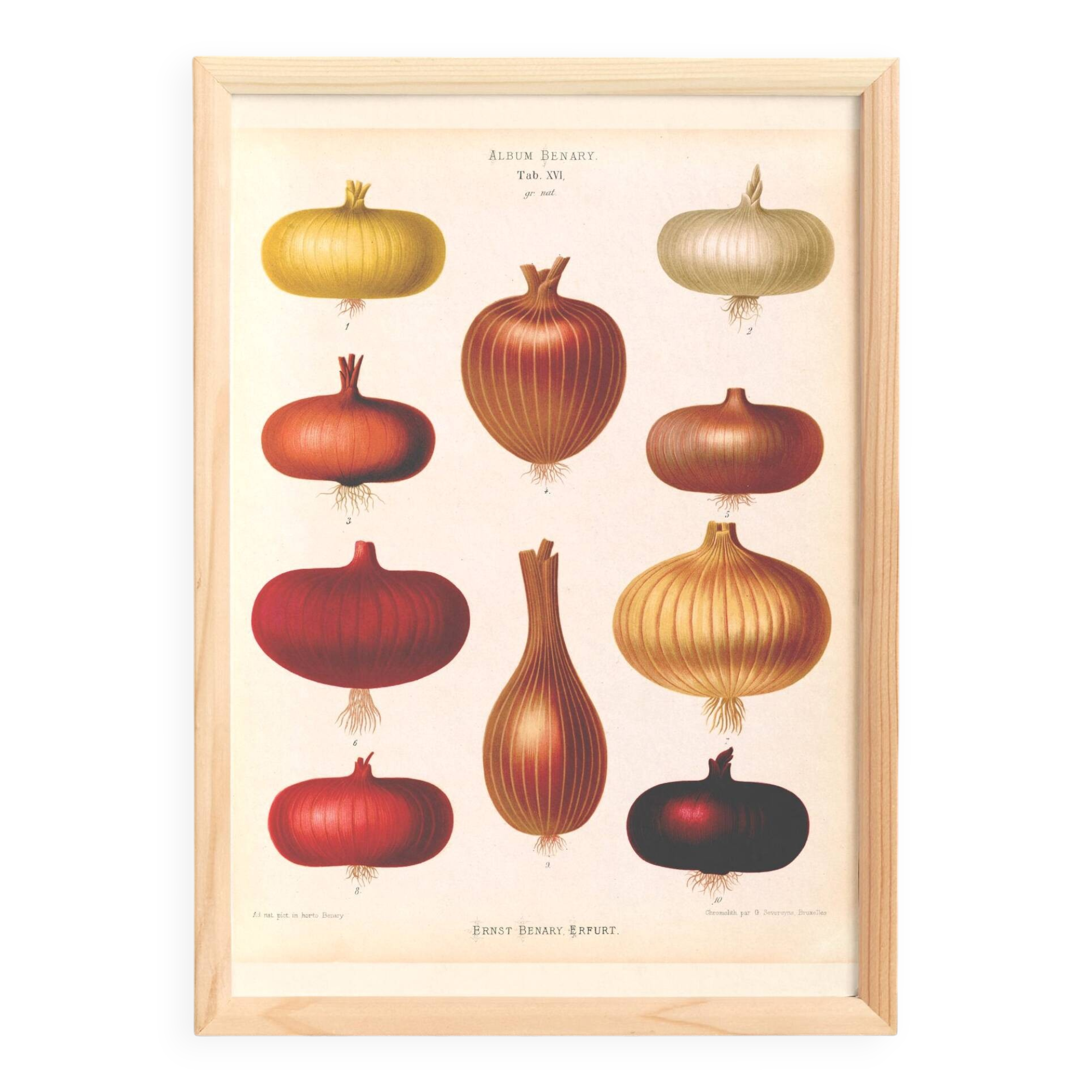 Poster about red onions, based on an old engraving from 1886.