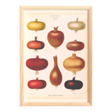 Poster about red onions, based on an old engraving from 1886.