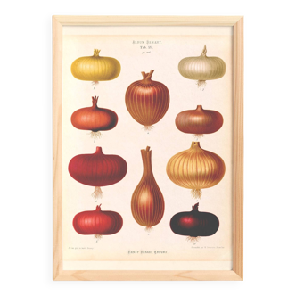 Poster about red onions, based on an old engraving from 1886.
