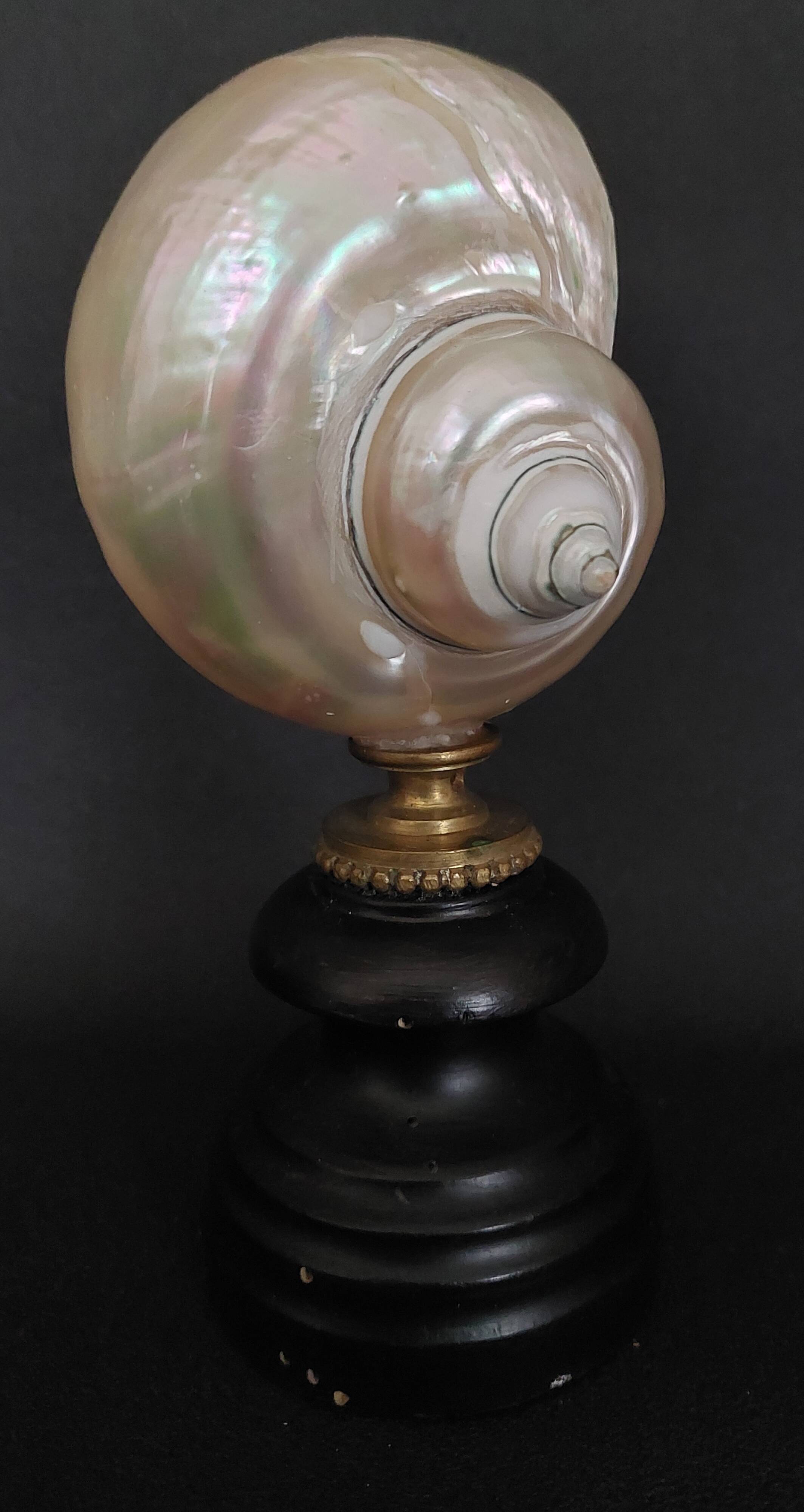 Cabinet of Curiosities, pearly turbo imperialis shell on base