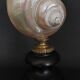 Cabinet of Curiosities, pearly turbo imperialis shell on base