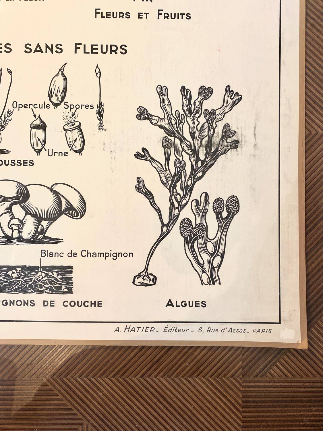 Old school poster vintage botanical poster