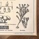 Old school poster vintage botanical poster