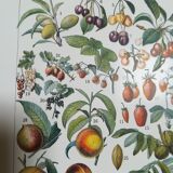 Lithograph on fruits from 1928