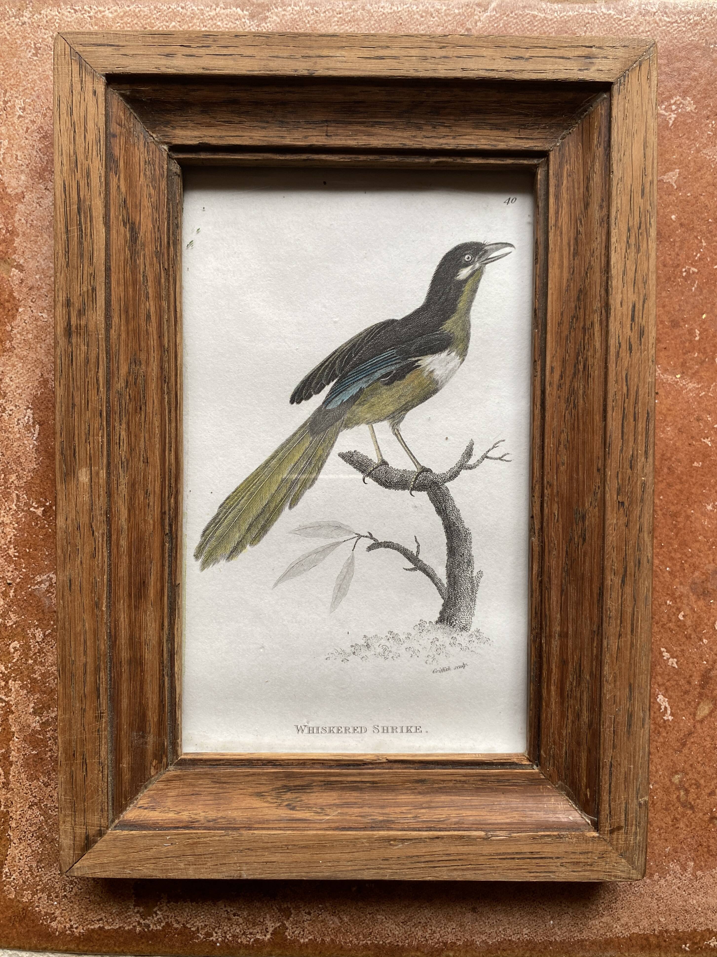 Gravure 19e, cadre bois vitré