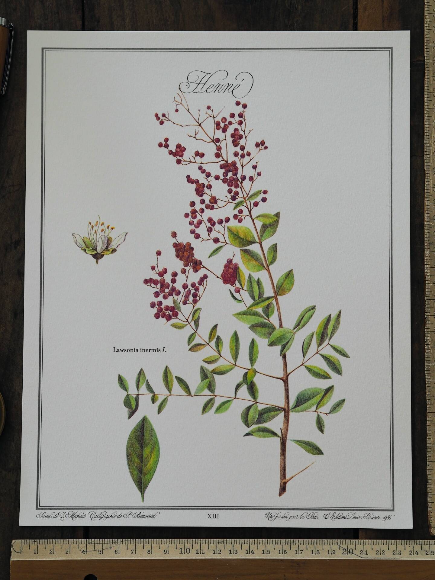 Henna, printed illustration from 1986. Vintage Botany. 24X31cm