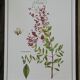 Henna, printed illustration from 1986. Vintage Botany. 24X31cm