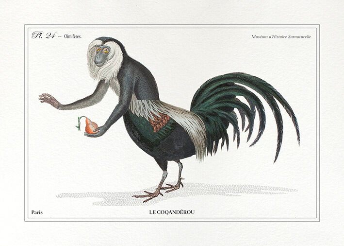 Chimera lithograph animal engraving - the coquandérou