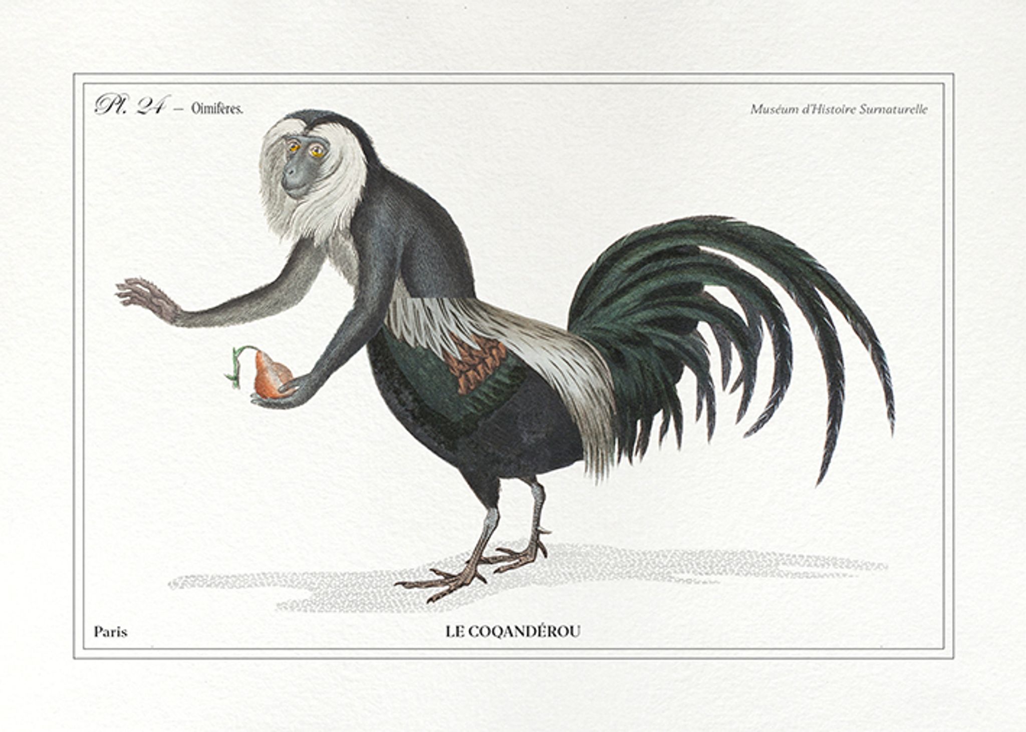 Chimera lithograph animal engraving - the coquandérou