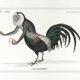 Chimera lithograph animal engraving - the coquandérou