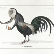 Chimera lithograph animal engraving - the coquandérou