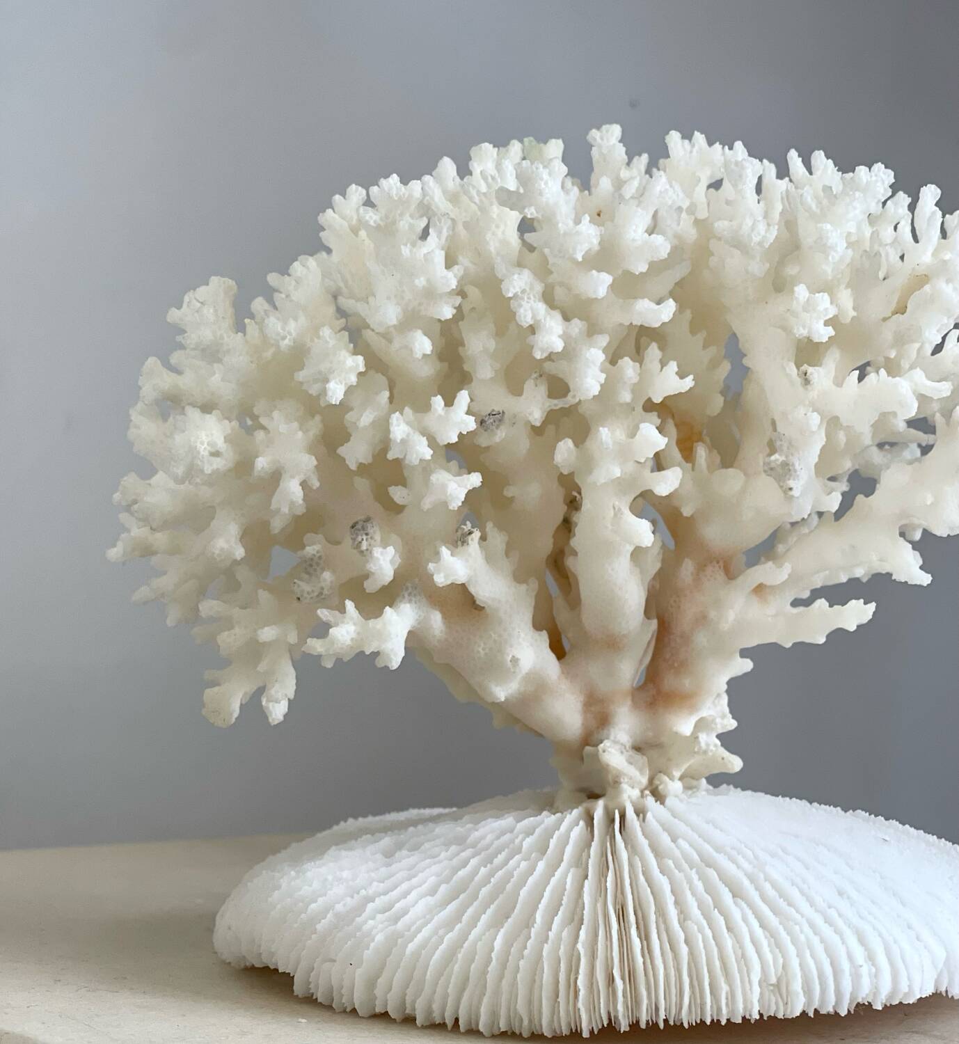White coral on a natural base