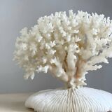White coral on a natural base