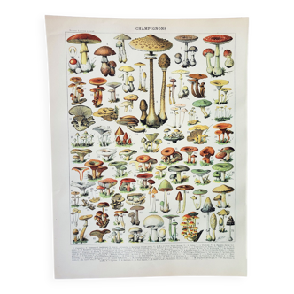 Old engraving • Mushrooms 2, picking • Original and vintage poster from 1898