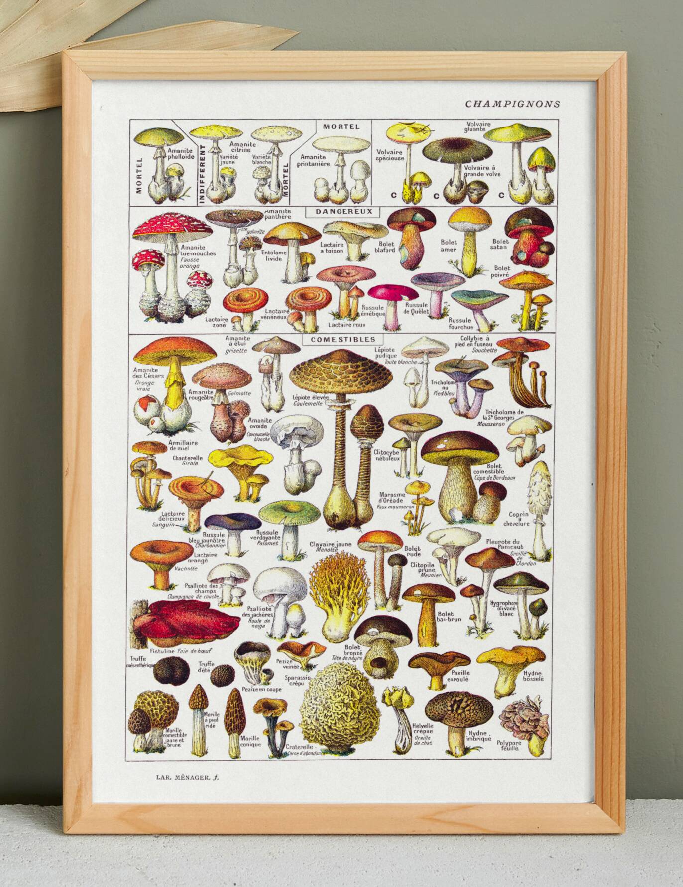 Mushroom poster, based on a 1920 lithograph