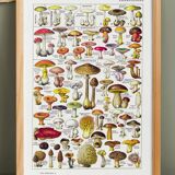 Mushroom poster, based on a 1920 lithograph