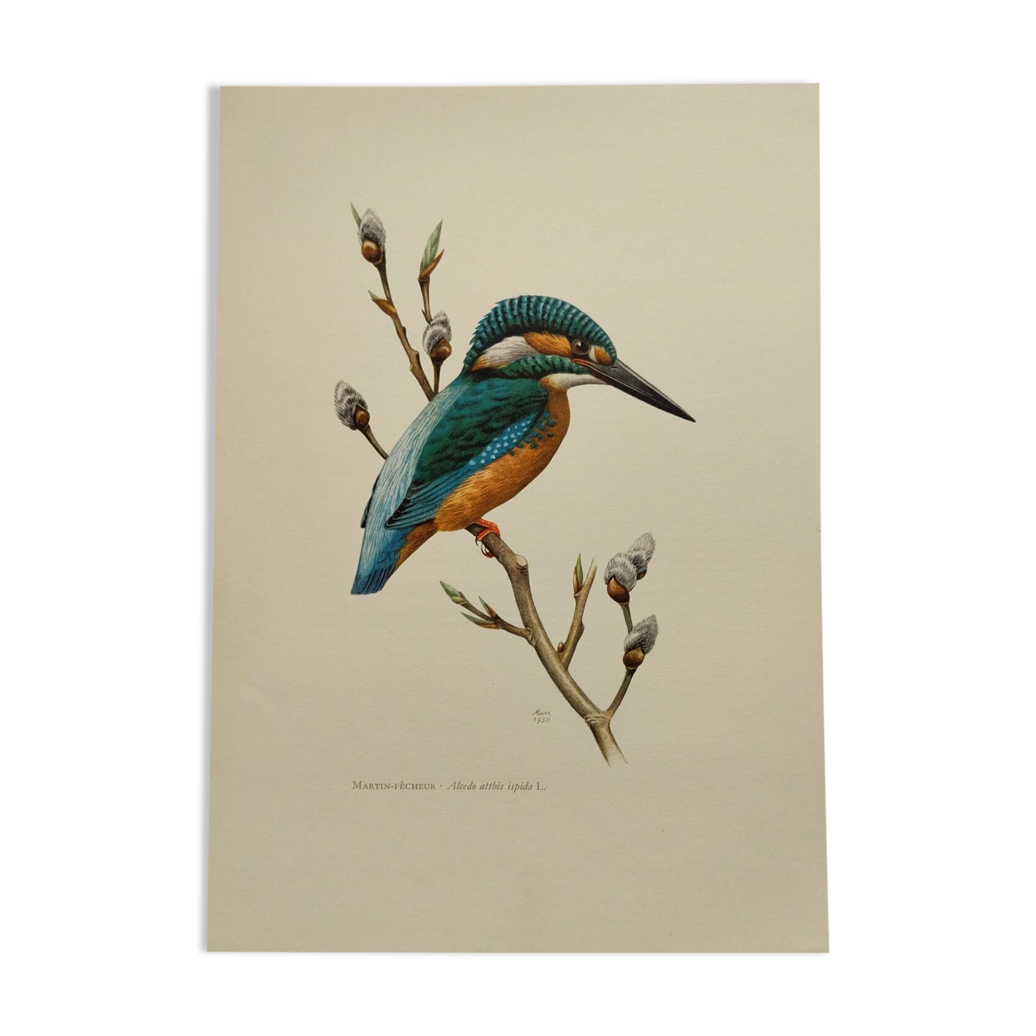 Bird board 60s - Kingfisher - Vintage zoological and ornithological illustration