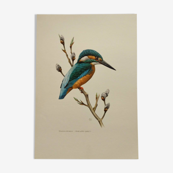 Planche oiseaux Années 60 - Martin-Pêcheur - Illustration zoologique et ornithologique vintage
