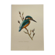 Bird board 60s - Kingfisher - Vintage zoological and ornithological illustration