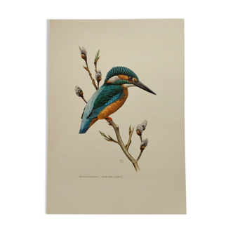 Bird board 60s - Kingfisher - Vintage zoological and ornithological illustration