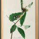 Poster for Swainson's Warbler, after an old engraving from 1827.