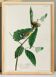 Poster for Swainson's Warbler, after an old engraving from 1827.