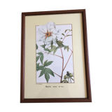 Reproduction of the "Paeonia Moutan" pj redoute under glass. Wooden frame. Hanging hook.