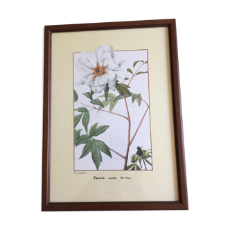 Reproduction of the "Paeonia Moutan" pj redoute under glass. Wooden frame. Hanging hook.