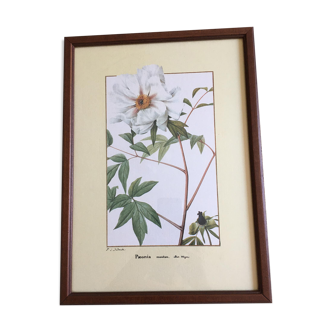 Reproduction pj redoute "paeonia moutan" under glass. wooden frame. fixing hook.