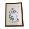 Reproduction pj redoute "paeonia moutan" under glass. wooden frame. fixing hook.