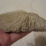 Coral white set vintage deco