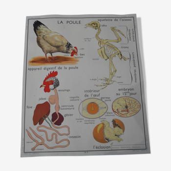 School poster Rossignol the hen and the pigeon
