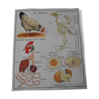 School poster Rossignol the hen and the pigeon