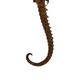 Seahorse taxidermy skeleton dehydrated hippocampus rare collector's item