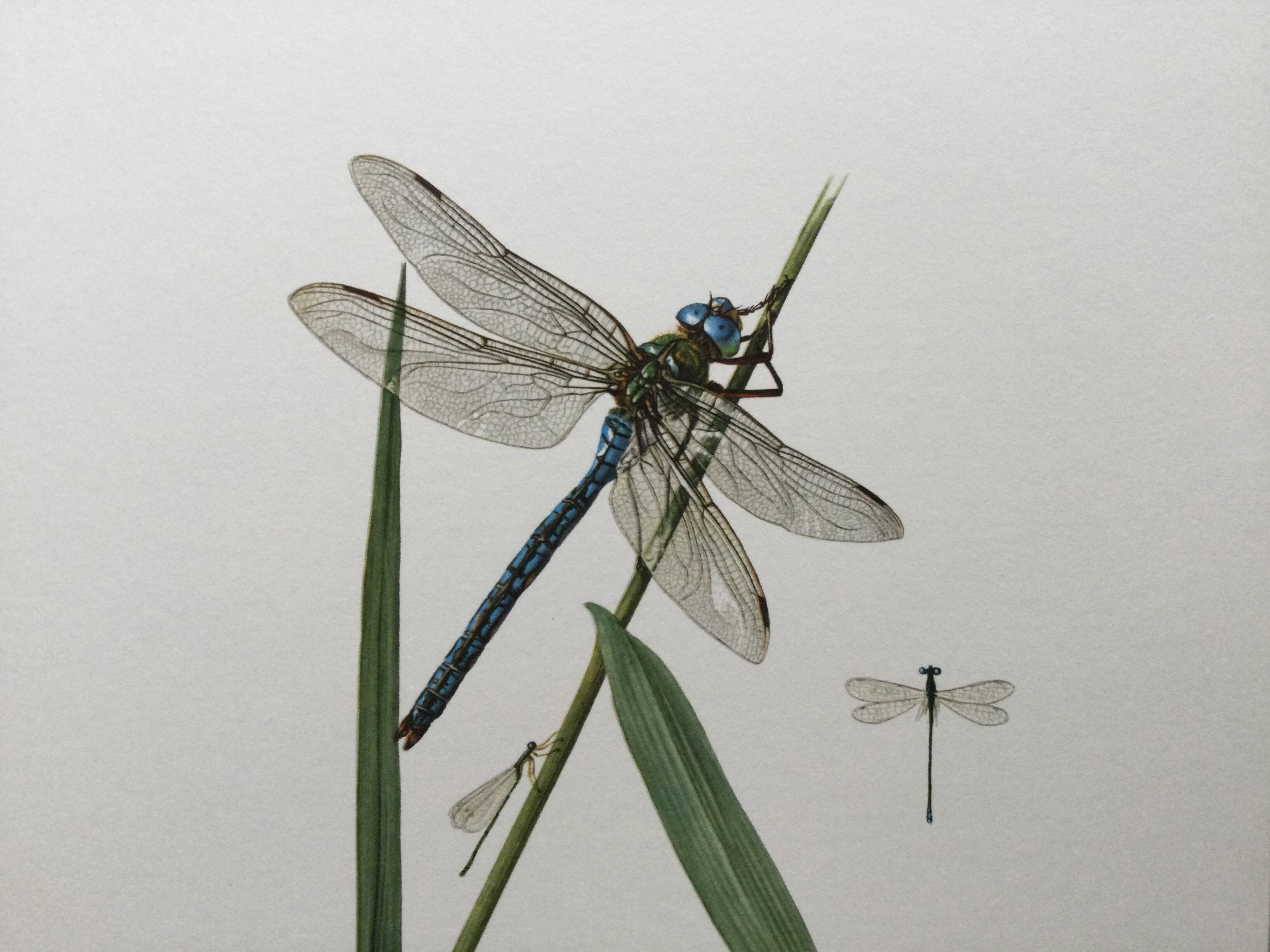 Antique illustration "insects" Dragonfly, 1960s