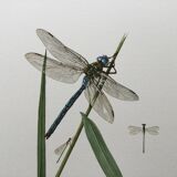 Antique illustration "insects" Dragonfly, 1960s