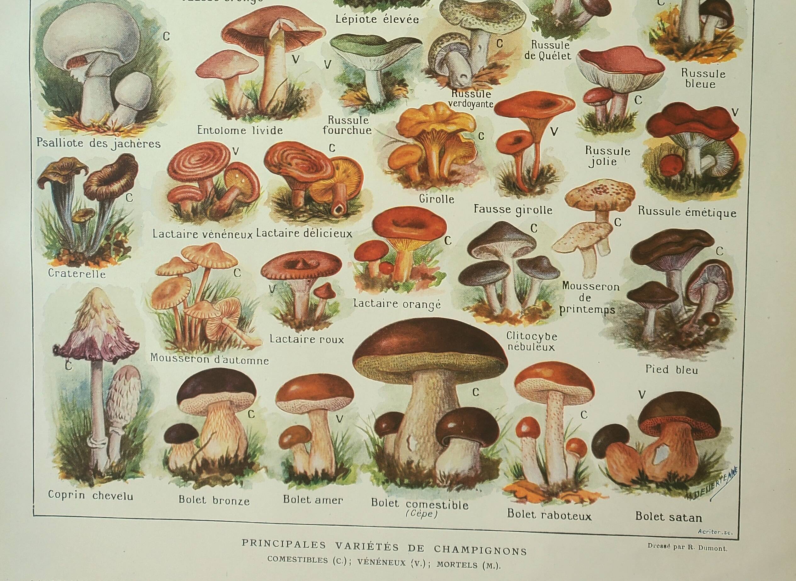 Old lithograph 1922, Mushrooms, picking, mycology, forest • Engraving, original illustration