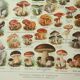 Old lithograph 1922, Mushrooms, picking, mycology, forest • Engraving, original illustration