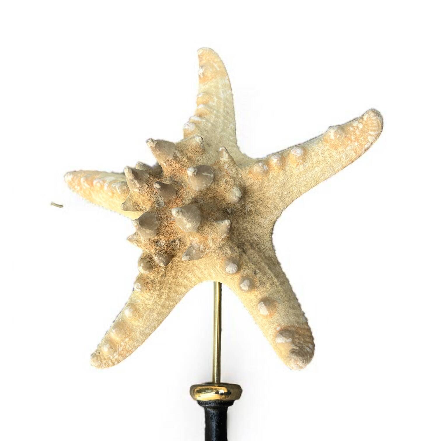 Starfish on turned wooden base, late 19th century - cabinet of curiosities