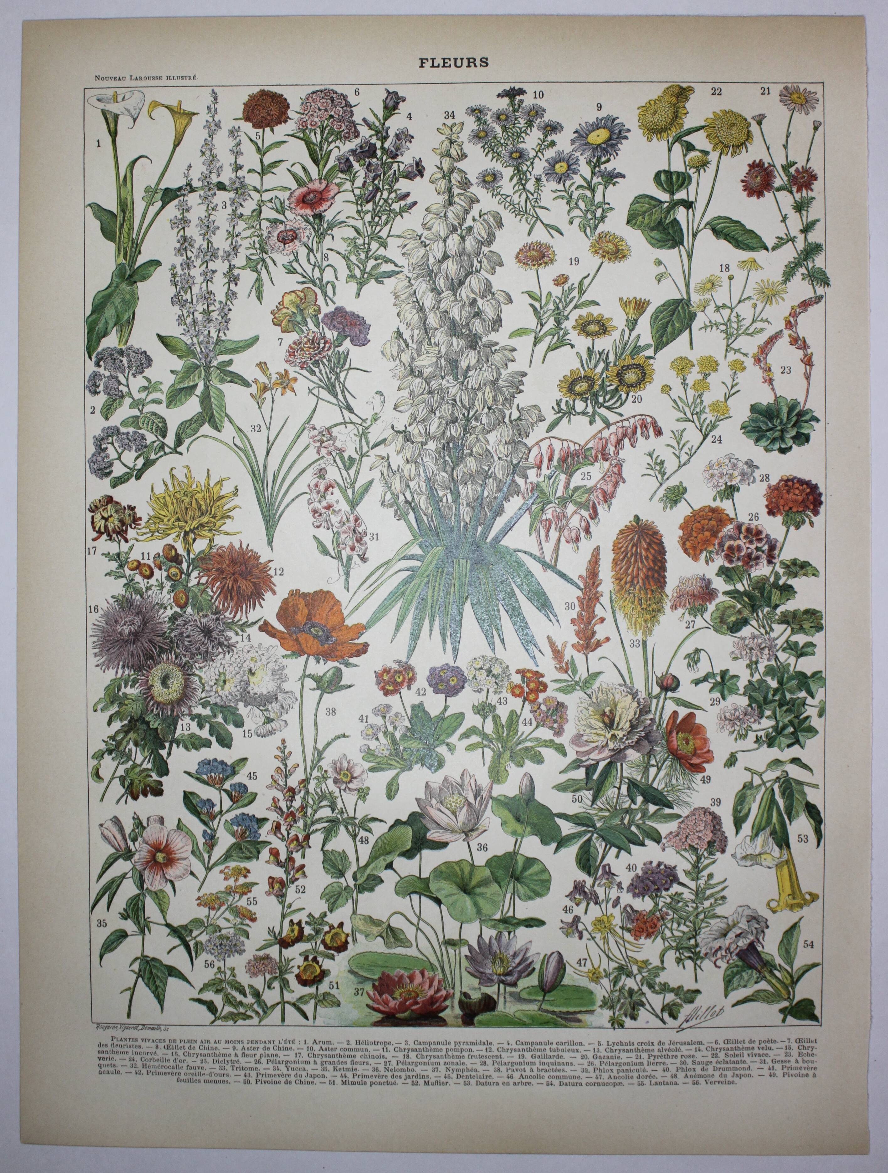 Engraving • Flowers and annual plants • Original lithograph from 1898