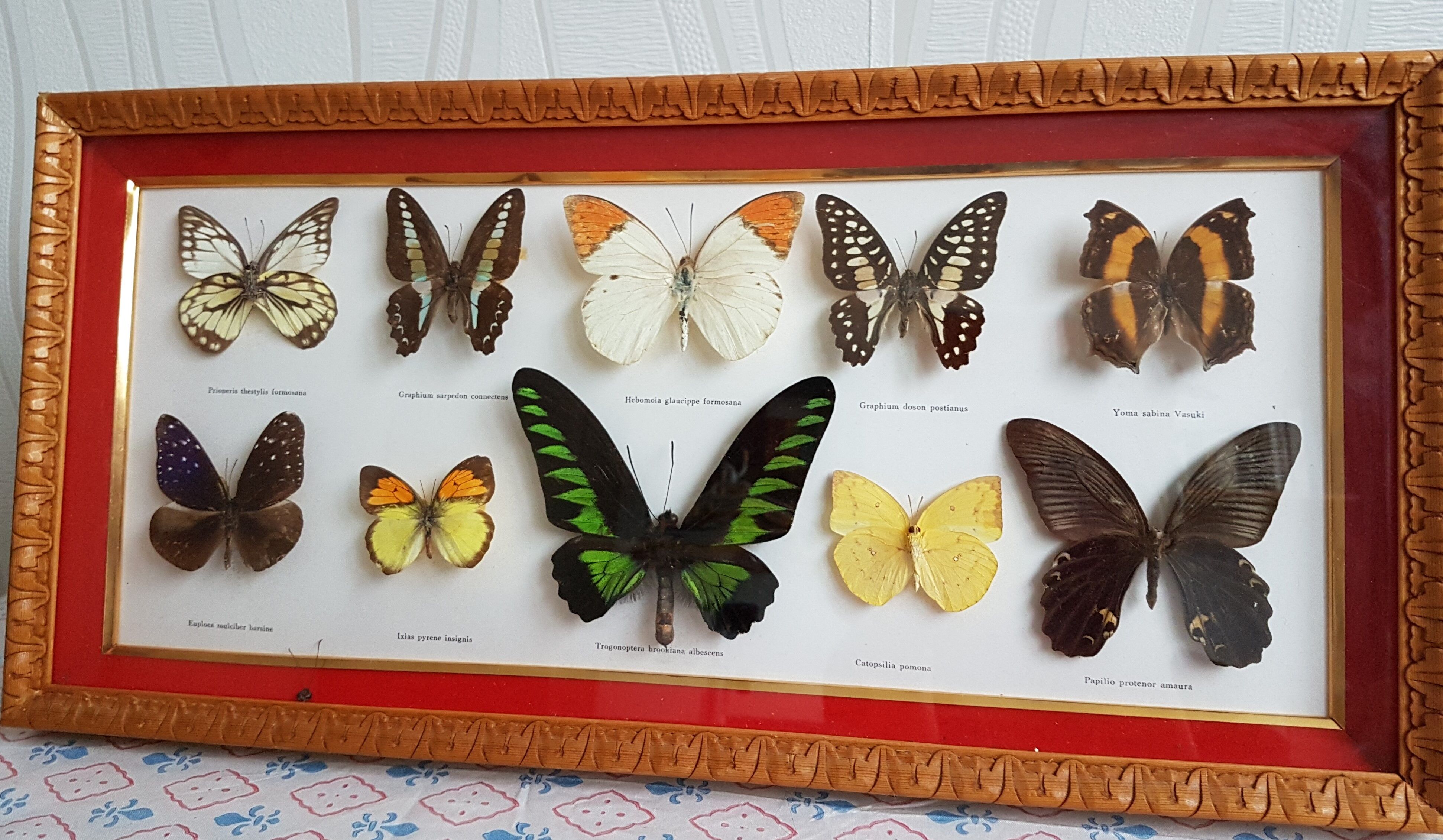 Framing Ten Butterflies- including rare Trogonoptera Brookiana