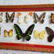 Framing Ten Butterflies- including rare Trogonoptera Brookiana