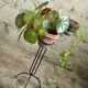Door plants metal vintage