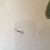 Botanical setting Rhododendron Wardii by Riefel