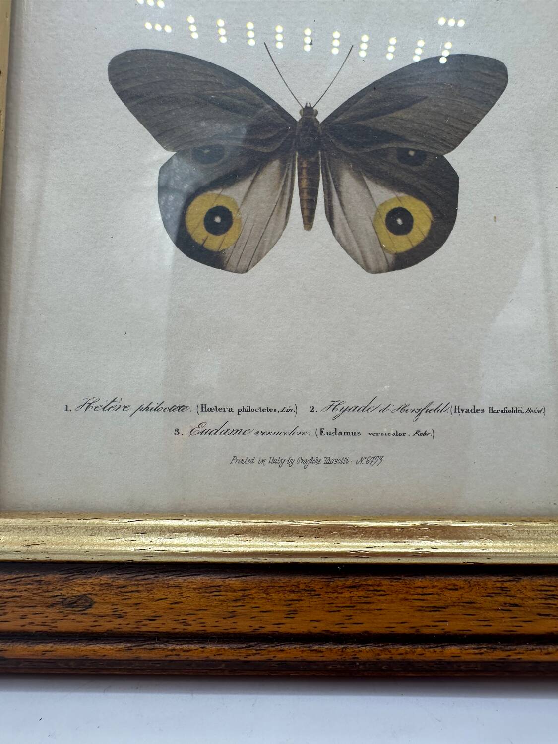 Old butterflies lithograph