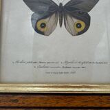 Old butterflies lithograph